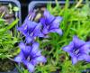 Gentiana Silken Night